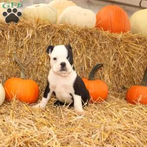 Albert, Boston Terrier Puppy
